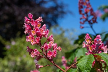 Kırmızı bir at kestanesi (aesculus x carnea) ağacında çiçeğe yakın dur.