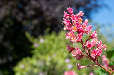 Kırmızı bir at kestanesi (aesculus x carnea) ağacında çiçeğe yakın dur.