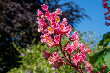Kırmızı bir at kestanesi (aesculus x carnea) ağacında çiçeğe yakın dur.