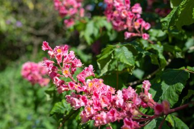 Kırmızı bir at kestanesi (aesculus x carnea) ağacında çiçeğe yakın dur.