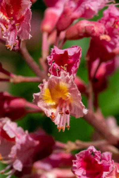 Kırmızı bir at kestanesi (aesculus x carnea) ağacında çiçeğe yakın dur.