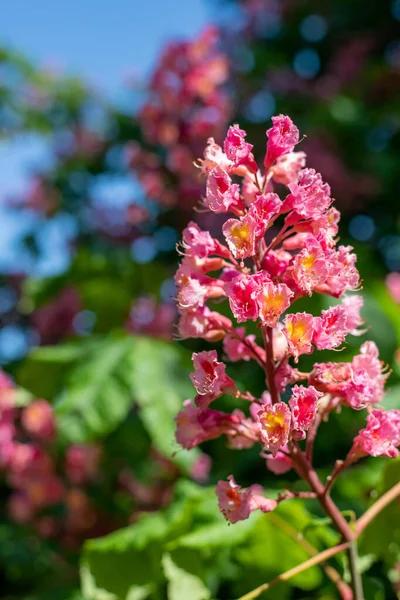 Kırmızı bir at kestanesi (aesculus x carnea) ağacında çiçeğe yakın dur.