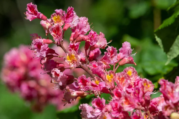 Kırmızı bir at kestanesi (aesculus x carnea) ağacında çiçeğe yakın dur.