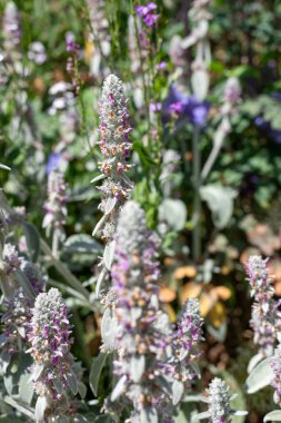 Çiçekler açan yünlü hedgenettle (stachys byzantina) çiçeklerini kapat