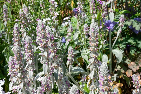 Close Woolly Hedgenettle Stachys Byzantina Flowers Bloom — Stock Photo, Image