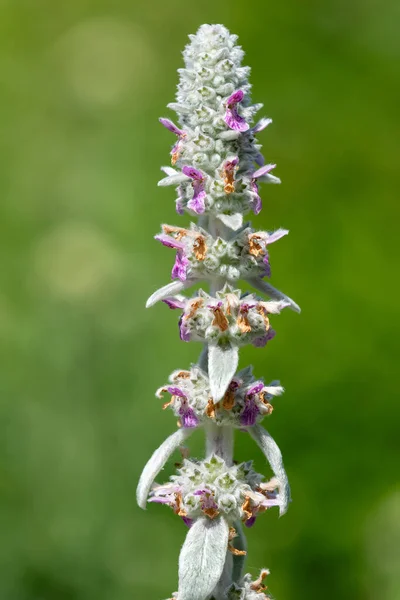 Egy Virágzó Gyapjas Sövénynövény Stachys Byzantina Közelsége — Stock Fotó