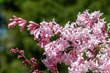 Çiçekler açan Macar leylaklarını (şırınga josikaea) kapatın
