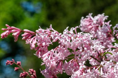 Çiçekler açan Macar leylaklarını (şırınga josikaea) kapatın