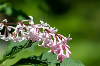 Çiçekler açan Macar leylaklarını (şırınga josikaea) kapatın
