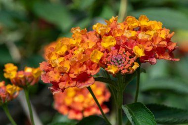 Çiçekler açan lantana (lantana camara) çiçeklerine yaklaş
