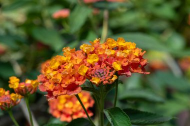 Çiçekler açan lantana (lantana camara) çiçeklerine yaklaş