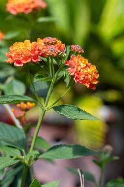 Çiçekler açan lantana (lantana camara) çiçeklerine yaklaş