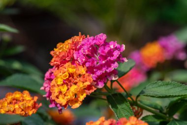 Çiçekler açan lantana (lantana camara) çiçeklerine yaklaş