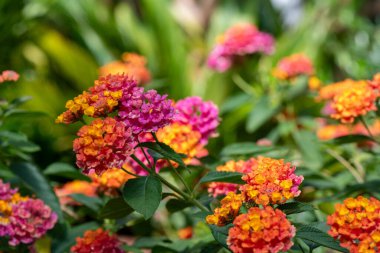 Çiçekler açan lantana (lantana camara) çiçeklerine yaklaş