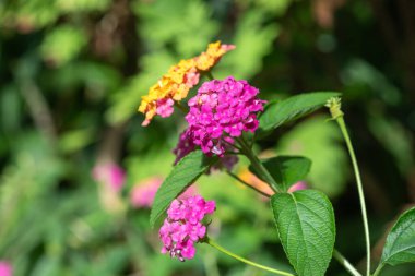 Çiçekler açan lantana (lantana camara) çiçeklerine yaklaş