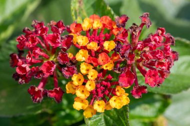 Çiçekler açan lantana (lantana camara) çiçeklerine yaklaş