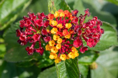 Çiçekler açan lantana (lantana camara) çiçeklerine yaklaş