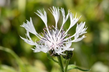Çiçek açmış, uzun ömürlü beyaz bir çiçek (centaure montana) resmi.