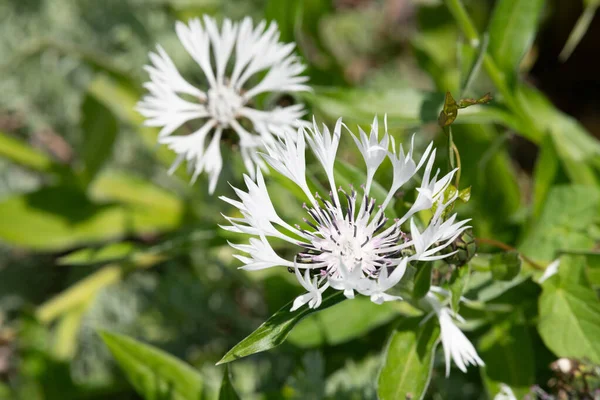 Zblízka Bílé Trvalky Chrpy Stonásobek Montanu Květu — Stock fotografie