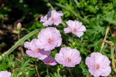 Pembe kanlı sardunyaların (sardunya sanguinyum) çiçekleri açılır.