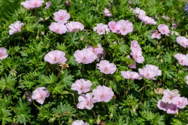 Close up of pink bloody geraniums (geranium sanguineum) flowers in bloom clipart