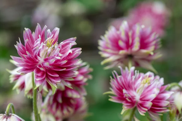 Çiçekler açan Nora Barlow Aquilegia (aquilegia vulgaris) çiçeklerine yaklaş