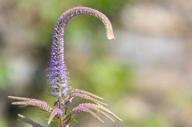 Blom içindeki pembe Culvers köküne (veronicastrum virginicum) yakın plan