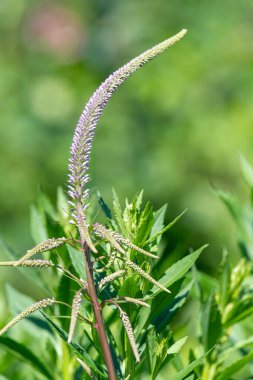 Blom içindeki pembe Culvers köküne (veronicastrum virginicum) yakın plan
