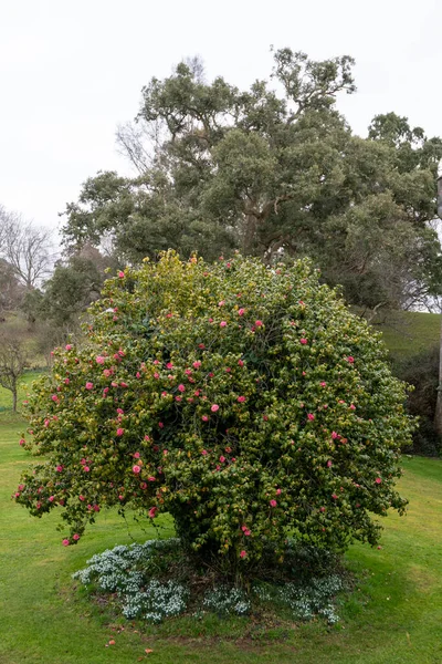Крупним Планом Звичайне Дерево Камелії Camellia Japanica Цвітіння — стокове фото