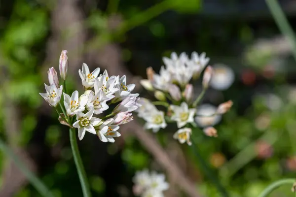 Close Slender False Garlic Nothoscordum Gracile Flowers Bloom — Stock Photo, Image