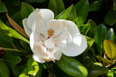 Çiçek açan bir güney manolyasının (manolya grandiflorası) yakınında
