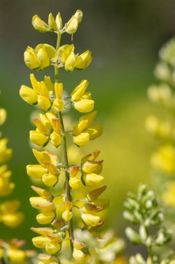 Çiçek açmış sarı bir lupin çiçeğine yaklaş