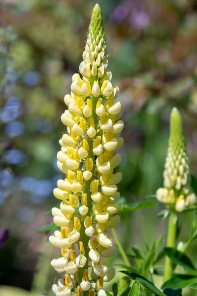 紧贴一朵盛开的黄色羽扇豆花 — 图库照片