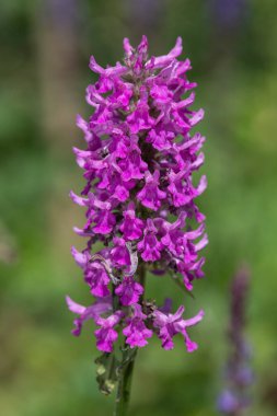 Çiçek açmış odun beton hummelo (stachys officinalis) çiçeklerini kapatın