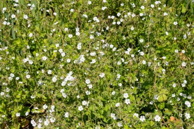 Çiçek açan beyaz çitgerow sardunyalarını (sardunya pirenaicum) kapat