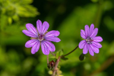 Çiçek açan çitgerow sardunyalarının (sardunya pyrenaicum) makro çekimi