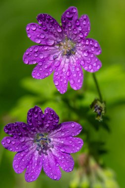 Çiçek açan çitgerow sardunyalarının (sardunya pyrenaicum) makro çekimi