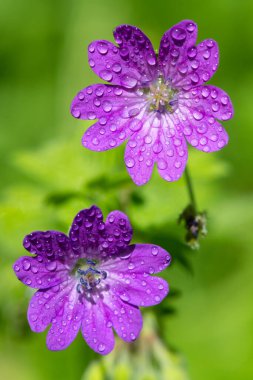 Çiçek açan çitgerow sardunyalarının (sardunya pyrenaicum) makro çekimi