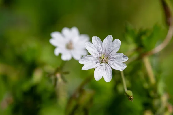 stock image Macro shot of white hedgerow geraniums (geranium pyrenaicum) in bloom