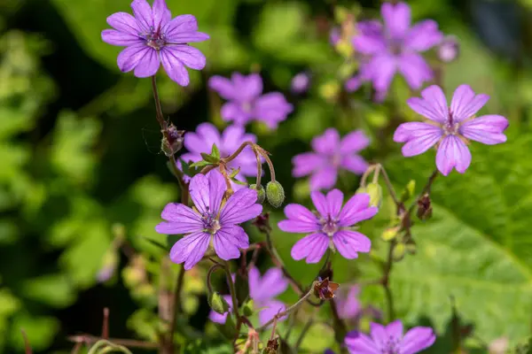 Stock image Close up of hedgerow geraniums (geranium pyrenaicum) in bloom