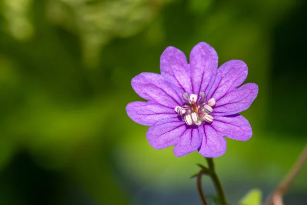 Makro Ujęcie Kwitnącego Geranium Geranium Pyrenaicum — Zdjęcie stockowe