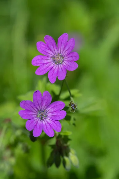 Makro Záběr Živých Plotů Muškáty Geranium Pyrenaicum Květu — Stock fotografie