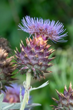 Close up of blossom on a globe artichoke (cynara cardunculus) plant