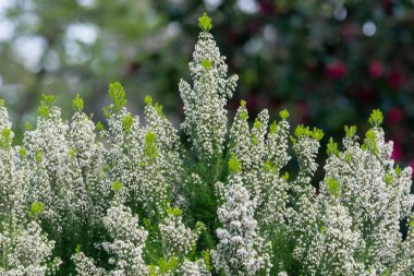Bir ağaç fundalığının (erica arborea) yakınında 