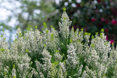 Bir ağaç fundalığının (erica arborea) yakınında 