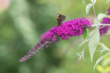Kelebek çalılığında (buddleja davidii) bir tavus kuşu kelebeğine (aglais io) yaklaş