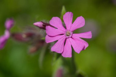 Kırmızı bir campion (silen dioica) çiçeğinin makro görüntüsü