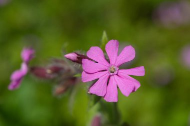Kırmızı bir campion (silen dioica) çiçeğinin makro görüntüsü