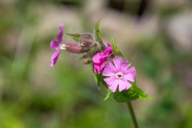 Kırmızı bir campion (silen dioica) çiçeğinin makro görüntüsü