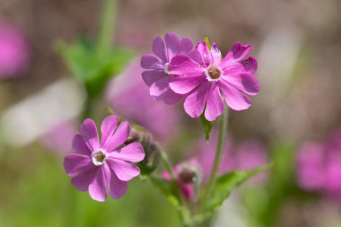 Close up of red campion (silene dioica) flowers in bloom clipart